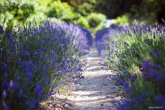 SIGNORI E SIGNORE...LA LAVANDA