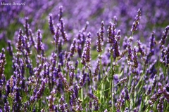 LA LAVANDA