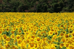 GIRASOLI A PERDITA D'OCCHIO