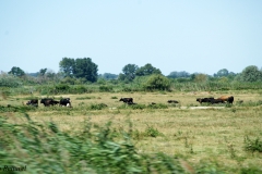 I TORI NERI SIMBOLO DELLA CAMARGUE