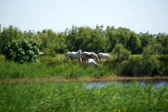 CAVALLI ALLA FONTE