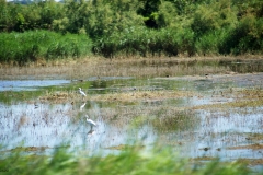 GLI UCCELLI DEGLI STAGNI