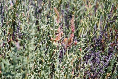 LA SALICORNIA