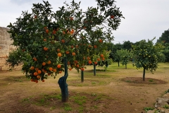 L'agrumeto di Santa Maria di Cerrate