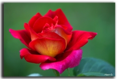 RED ROSE - 2565 VIEWS