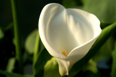 CALLA