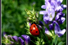 COCCINELLA PORTAFORTUNA