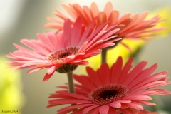 COLORI DI GERBERA