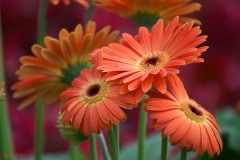 GAZANIA