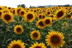 girasoli_19340661778_o