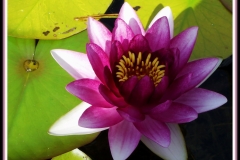 nymphaea_2315476764_o