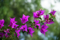 10_Bougainvillea