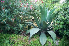 11_Agave