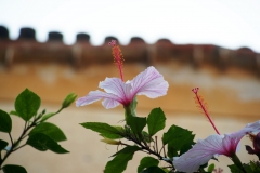 12_Ibisco rosa della Cina_Hibiscus rosa-sinensis