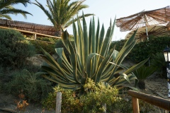 19_Agave americana