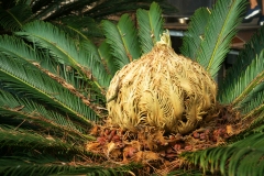 1_La Cycas Revoluta o anche Palma Nana