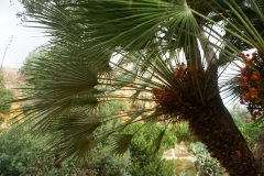 23_Le palme con le bacche arancioni