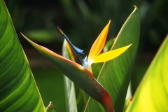 2_La Strelitzia reginae è anche nota con il nome comune di Uccello del Paradiso