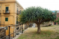 3_L'Albero del Drago, nome scientifico Dracaena draco