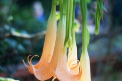 4_La Brugmansia, conosciuta anche come “trombe degli angeli”