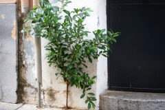 7_La forza della natura _ Ficus benjamin