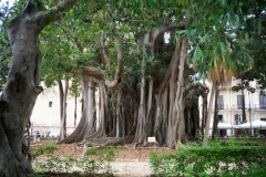 8_Ficus Macrophylla di piazza Marina, all’interno del Giardino Garibaldi, l'albero più grande d'Europa