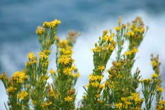 9_Il Senecione di San Giacomo (nome scientifico Jacobaea vulgaris