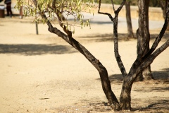 9_la natura risente il caldo estremo che flagella tutta la zona