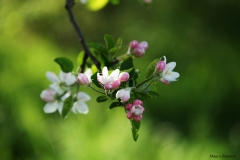 Colori della primavera