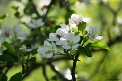 Colori della primavera 2