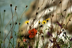 LA NATURA FLUTTUANTE