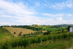 Le colline di Levizzano....