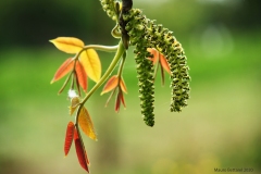 Colori naturali