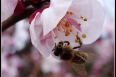 LA PRIMA IMPOLLINAZIONE