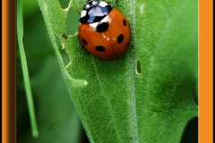 ORANGE LADYBIRD