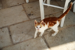 7_Gatti di Marzamemi