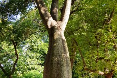 14_Ceiba speciosa, noto come albero bottiglia