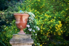 24_un vaso di Pelargonium su uno sfondo impressionista