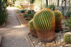 25_Echinocactus grusonii Hildm., 1886, noto come cuscino della suocera o grusone