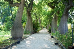 26_un bel vialetto di Alberi bottiglia