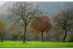 GLI ALBERI DELLA VITA