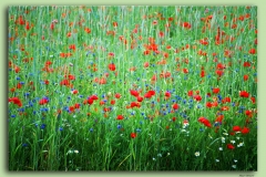 COLORI DI CASTELLUCCIO 2