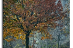 MAGIE D'AUTUNNO 2