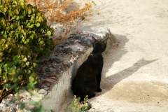 Cat shadow