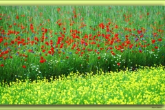 COLORI DI CASTELLUCCIO