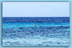 LAMPEDUSA BLU'